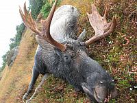 2013 Newfoundland Moose Hunt